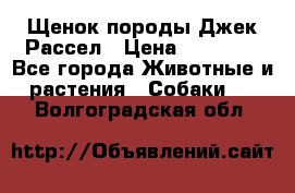 Щенок породы Джек Рассел › Цена ­ 45 000 - Все города Животные и растения » Собаки   . Волгоградская обл.